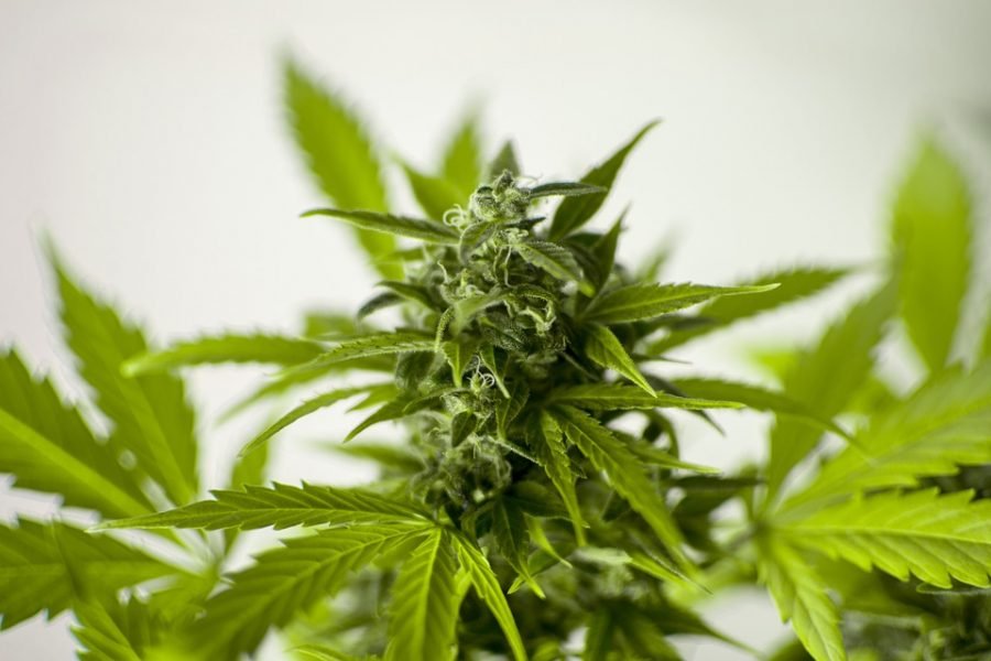 Blühende Hanfpflanze in einer Growbox