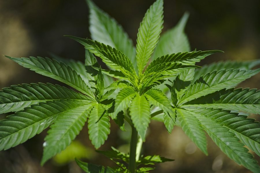 Hanfpflanze der Art "Cannabis indica" bzw. Indischer Hanf, erkennbar an den breiten Blattfingern