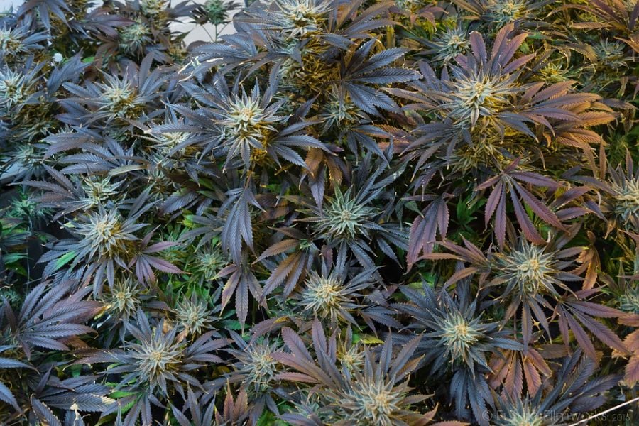 Blühende Hanfpflanze mit roten, Indica-artigen Hanfblättern, vielleicht von der Sorte "Roter Libanese"
