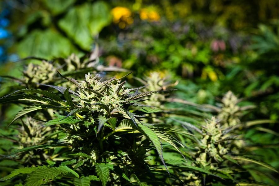 Hanfpflanze vom vom Indica-Genotyp mit leicht rötlichen Phänotyp